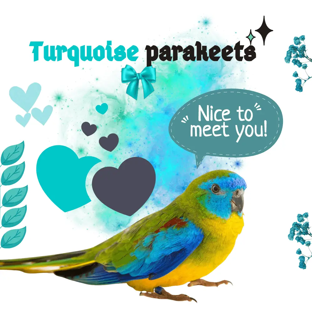 Turquoise parakeets