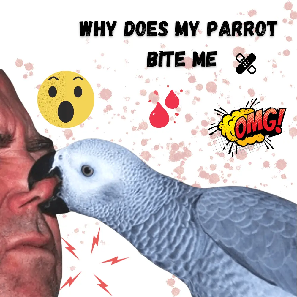 Why does my parrot bite me