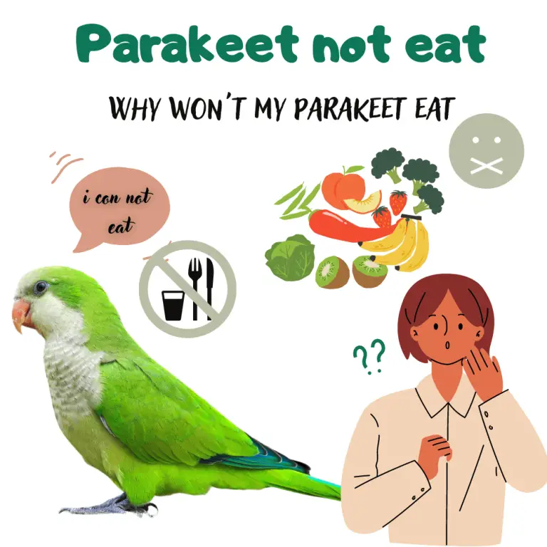 why-won-t-my-parakeet-eat-why-isn-t-my-parakeet-eating