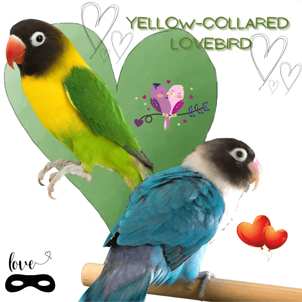 Yellow-collared lovebird