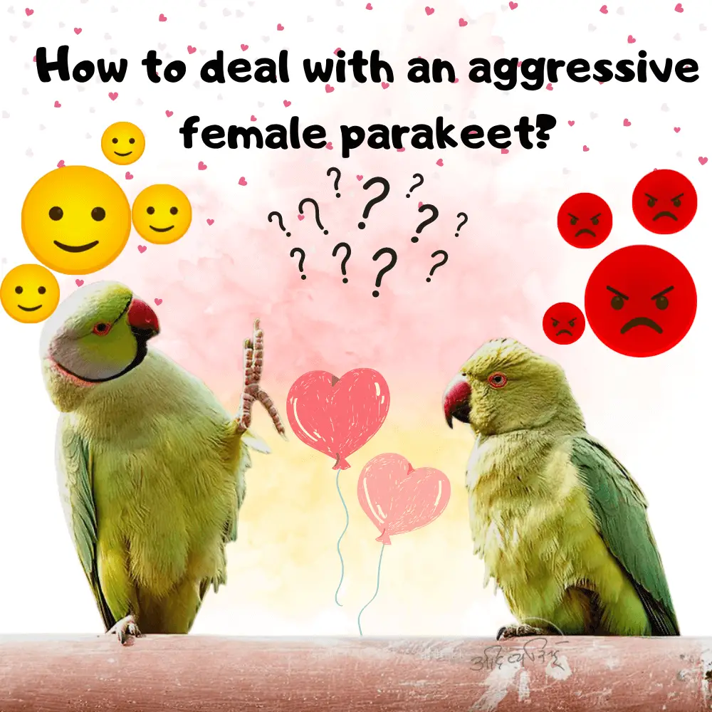 are female parakeets more aggressive
