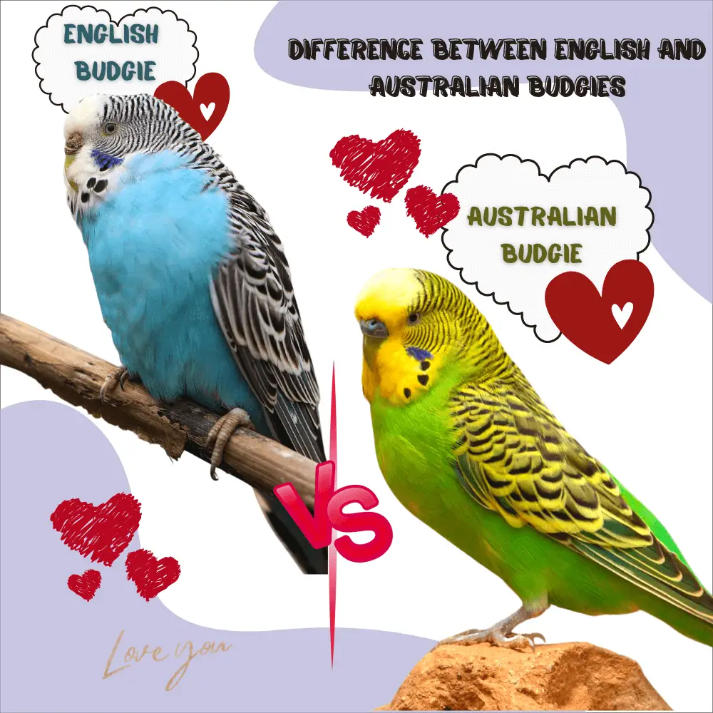 australian budgie vs english budgie
