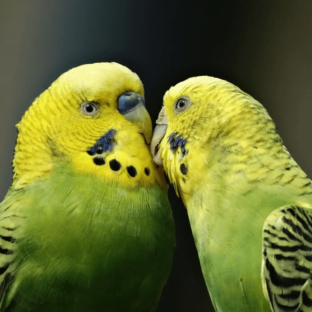 australian vs english budgie