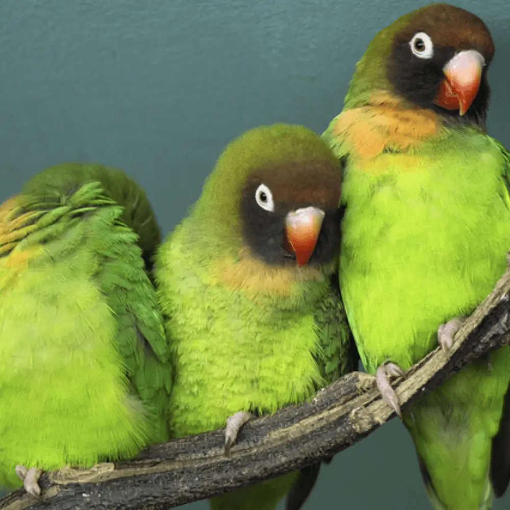 black cheeked lovebird parrot