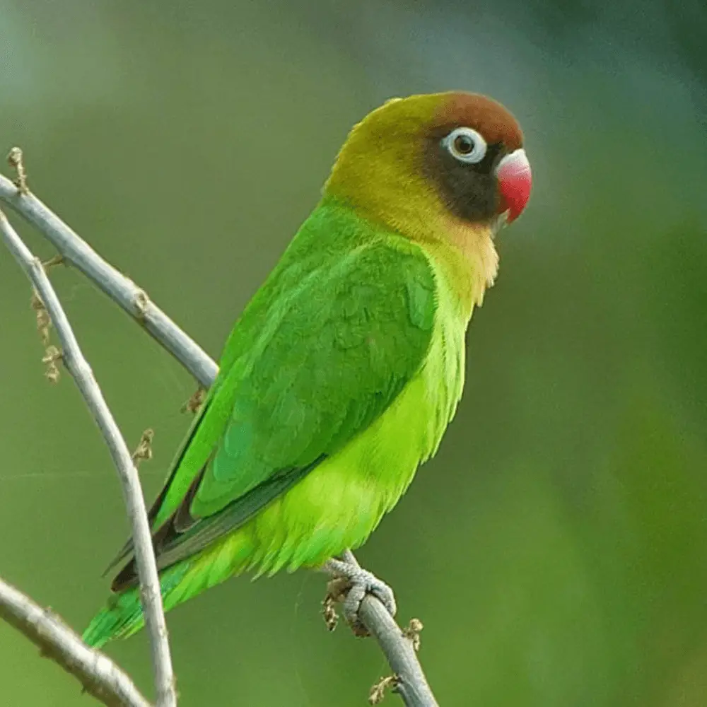 black cheeked lovebird