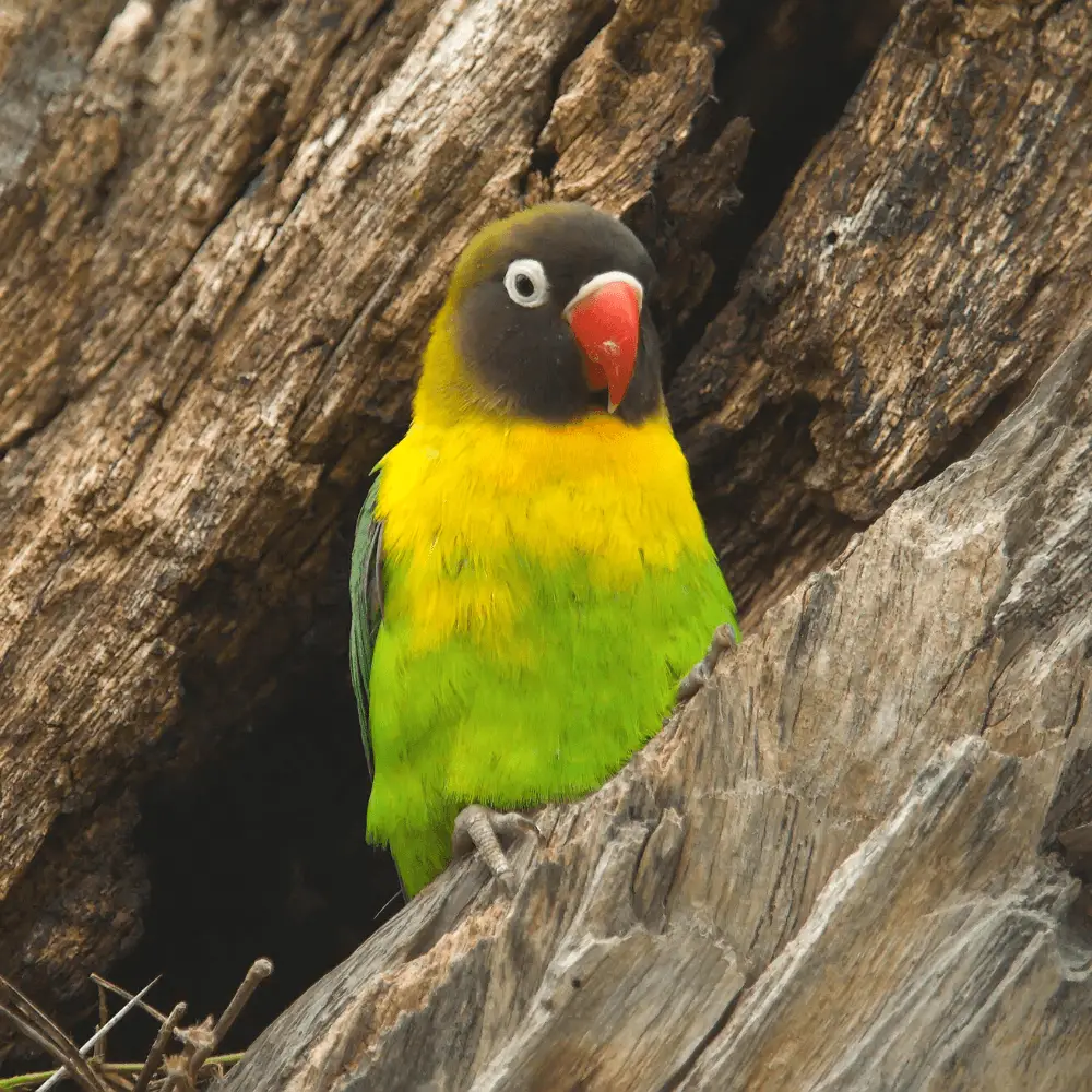 black masked lovebird