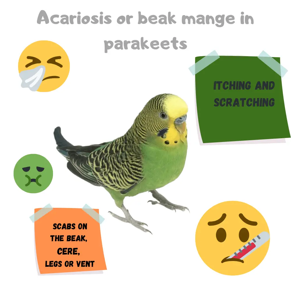 diseases from parrots