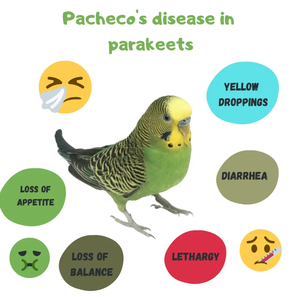 diseases in budgies