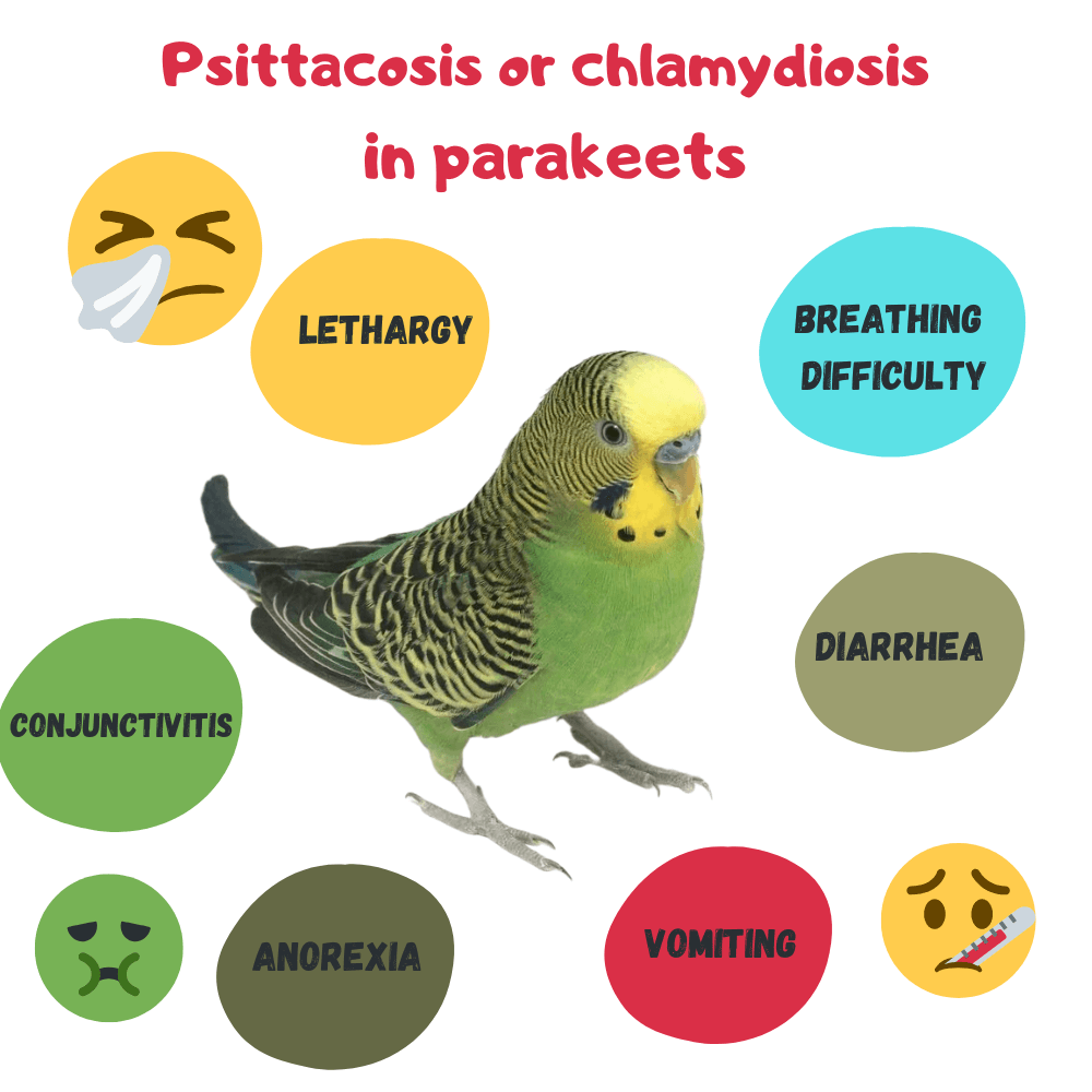diseases in parakeets