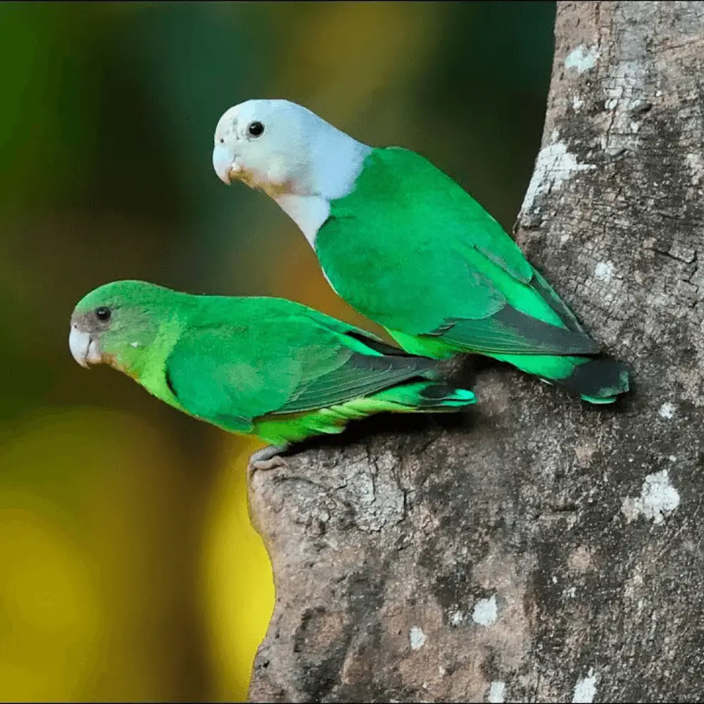 gray headed lovebird