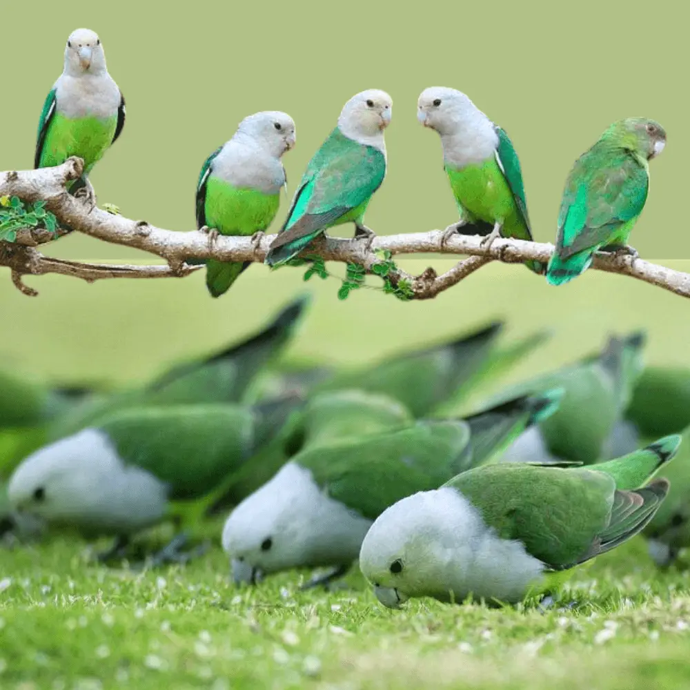 grey headed lovebird