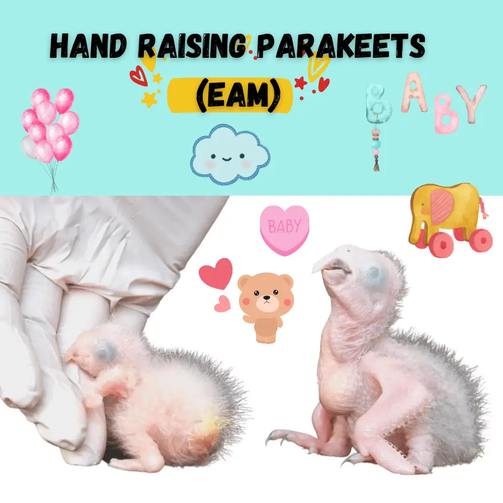hand raising parakeets