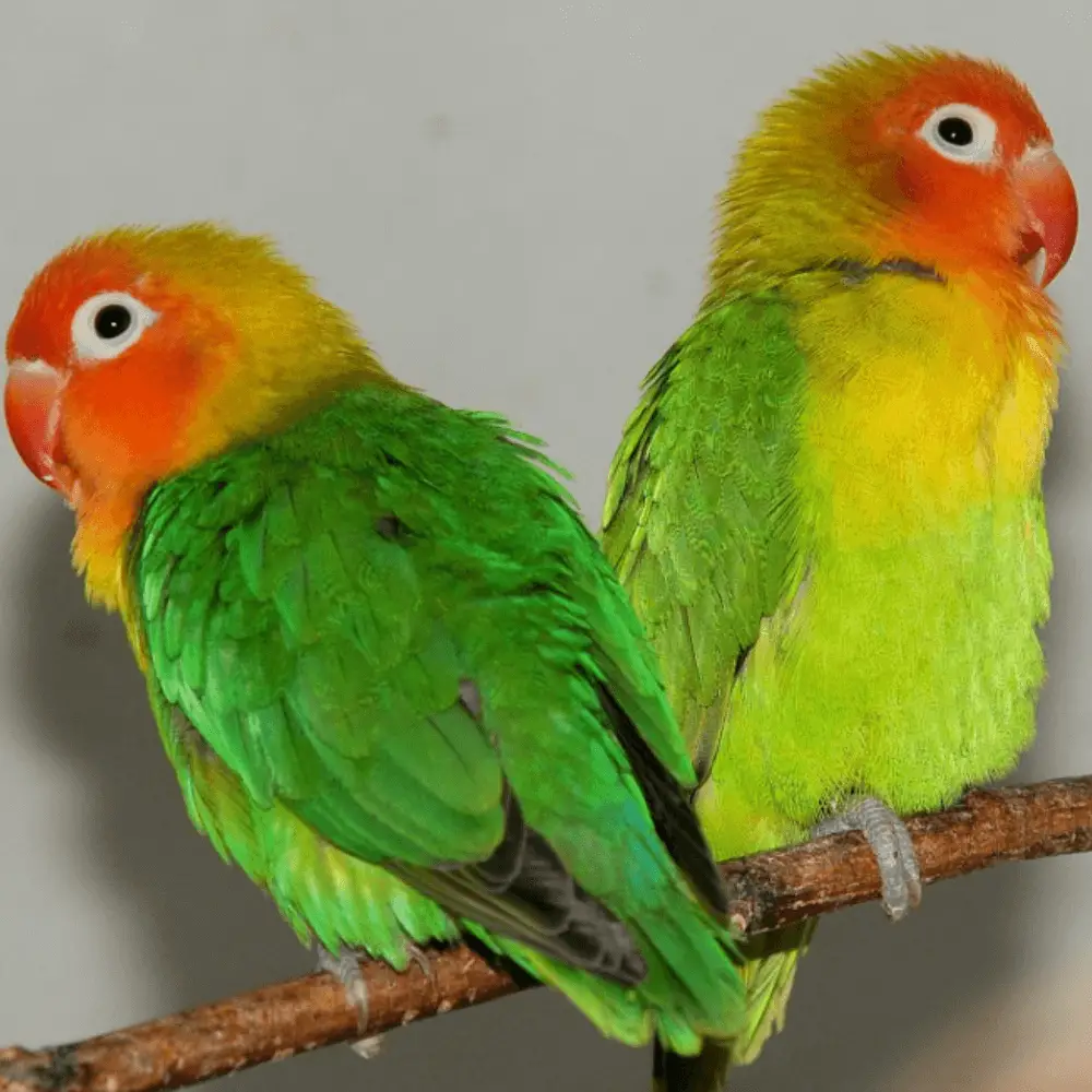 lilian lovebird