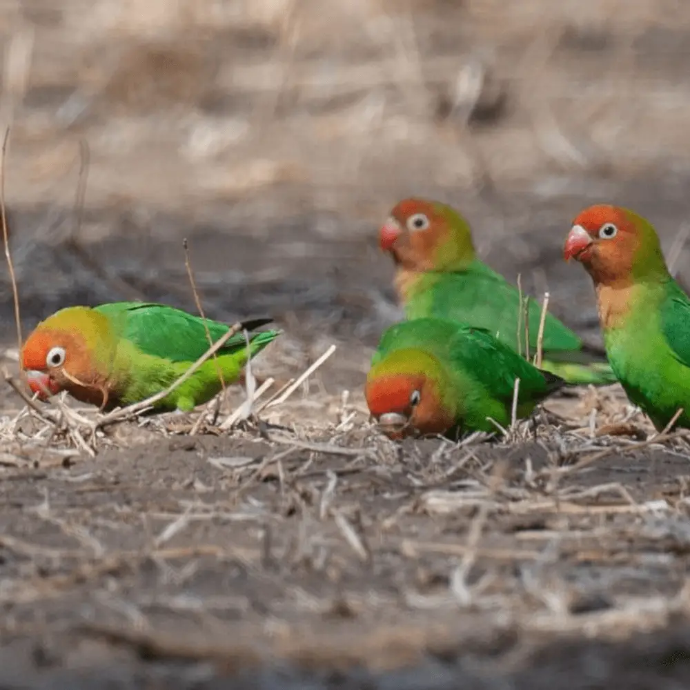 lilian's lovebirds