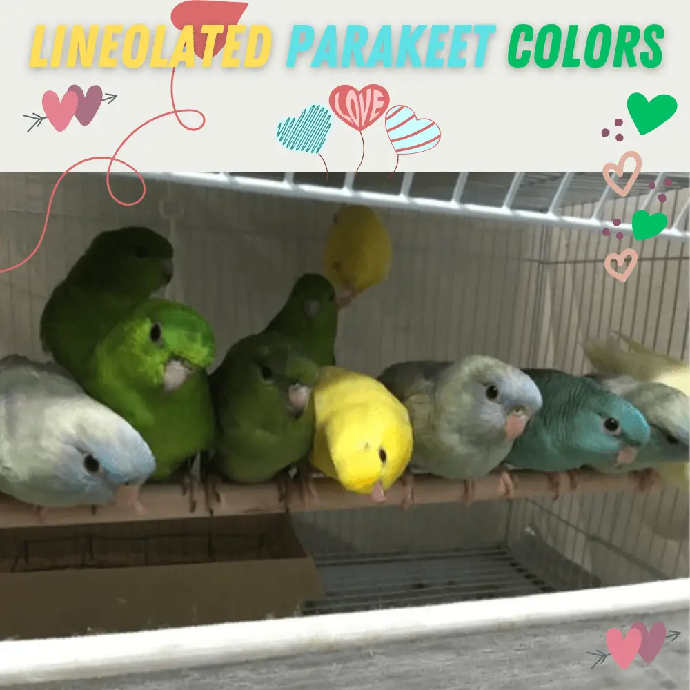 lineolated parakeet colors