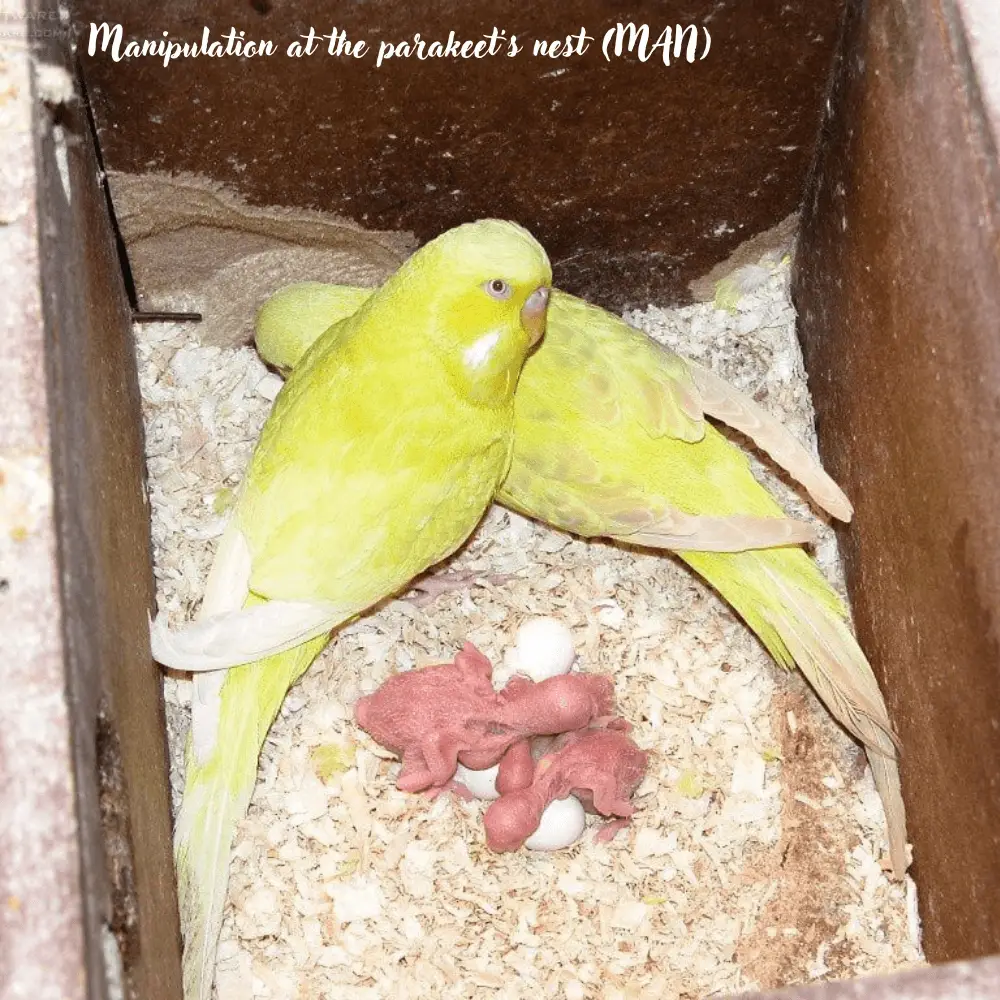 parakeet breeding box