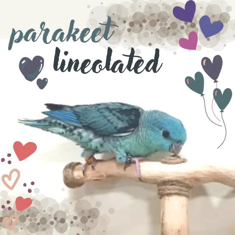 Parakeet Lineolated Catherine Parakeet Personality Food And Cage