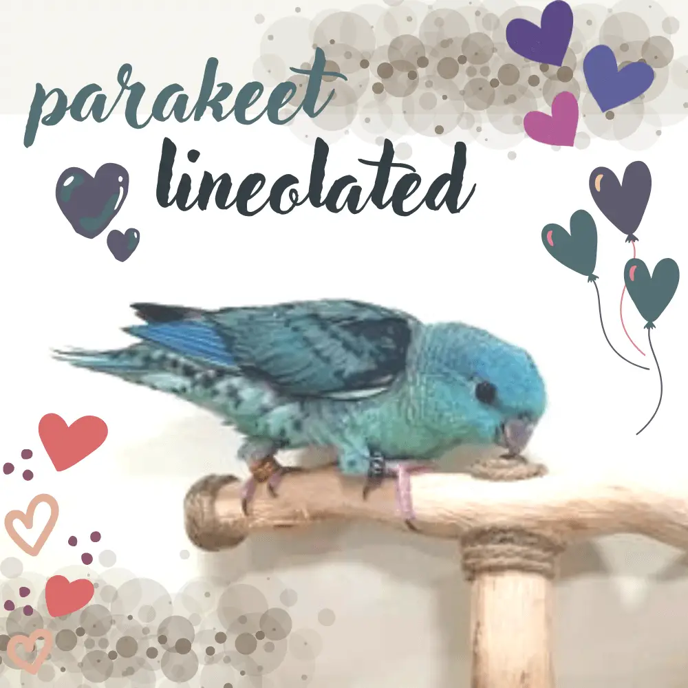 parakeet lineolated