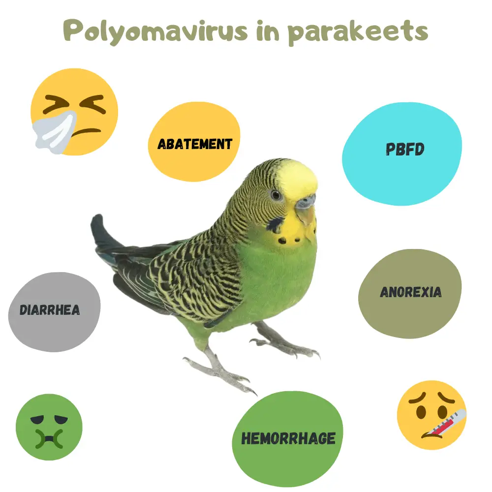 parakeets disease