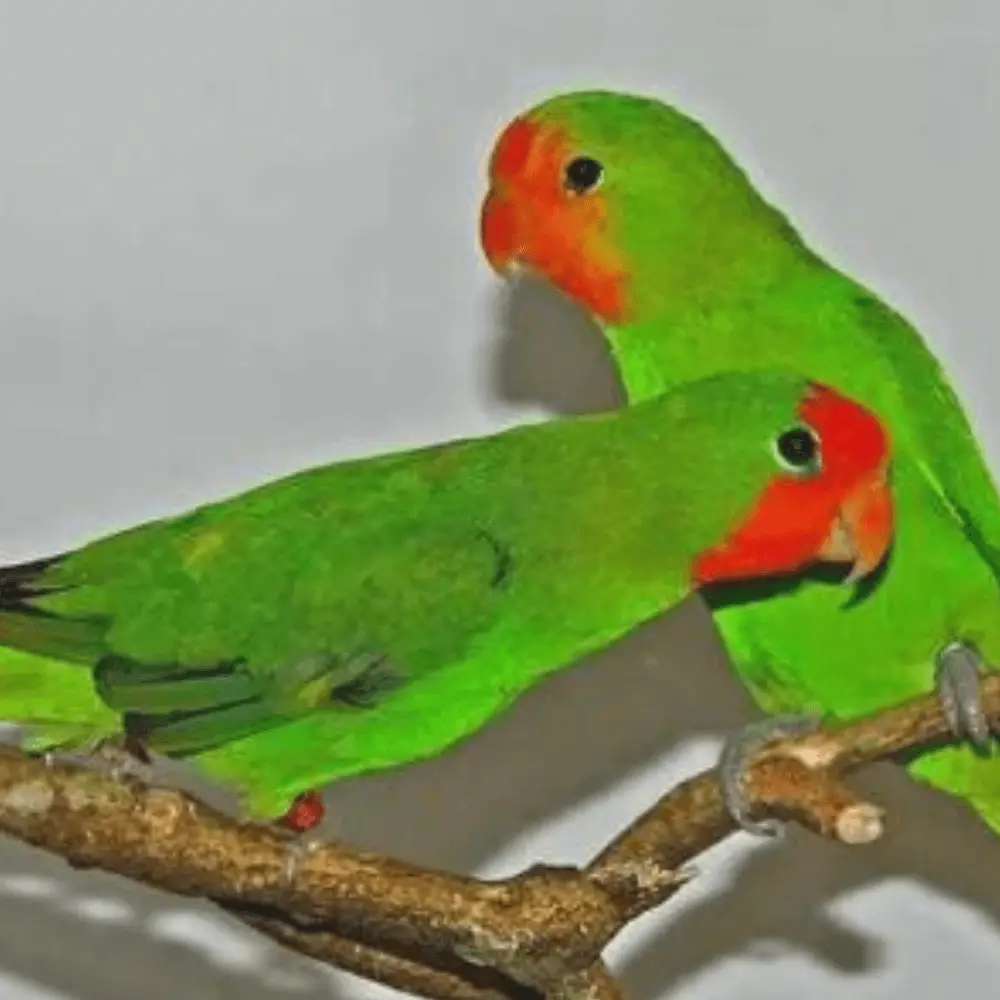 red faced lovebird