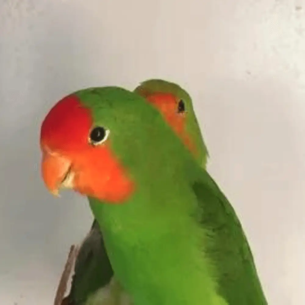 red-headed lovebirds