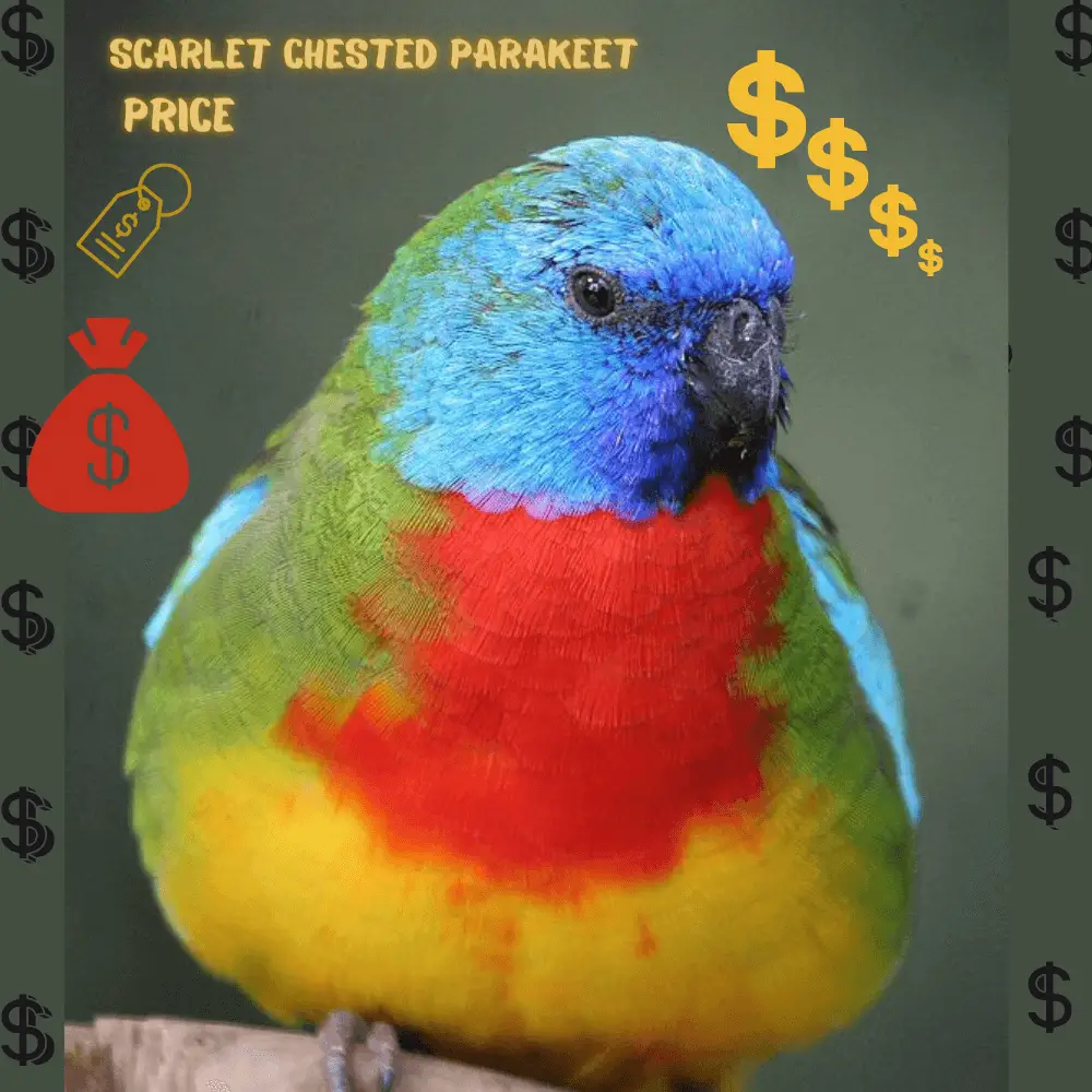 scarlet chested parakeet price