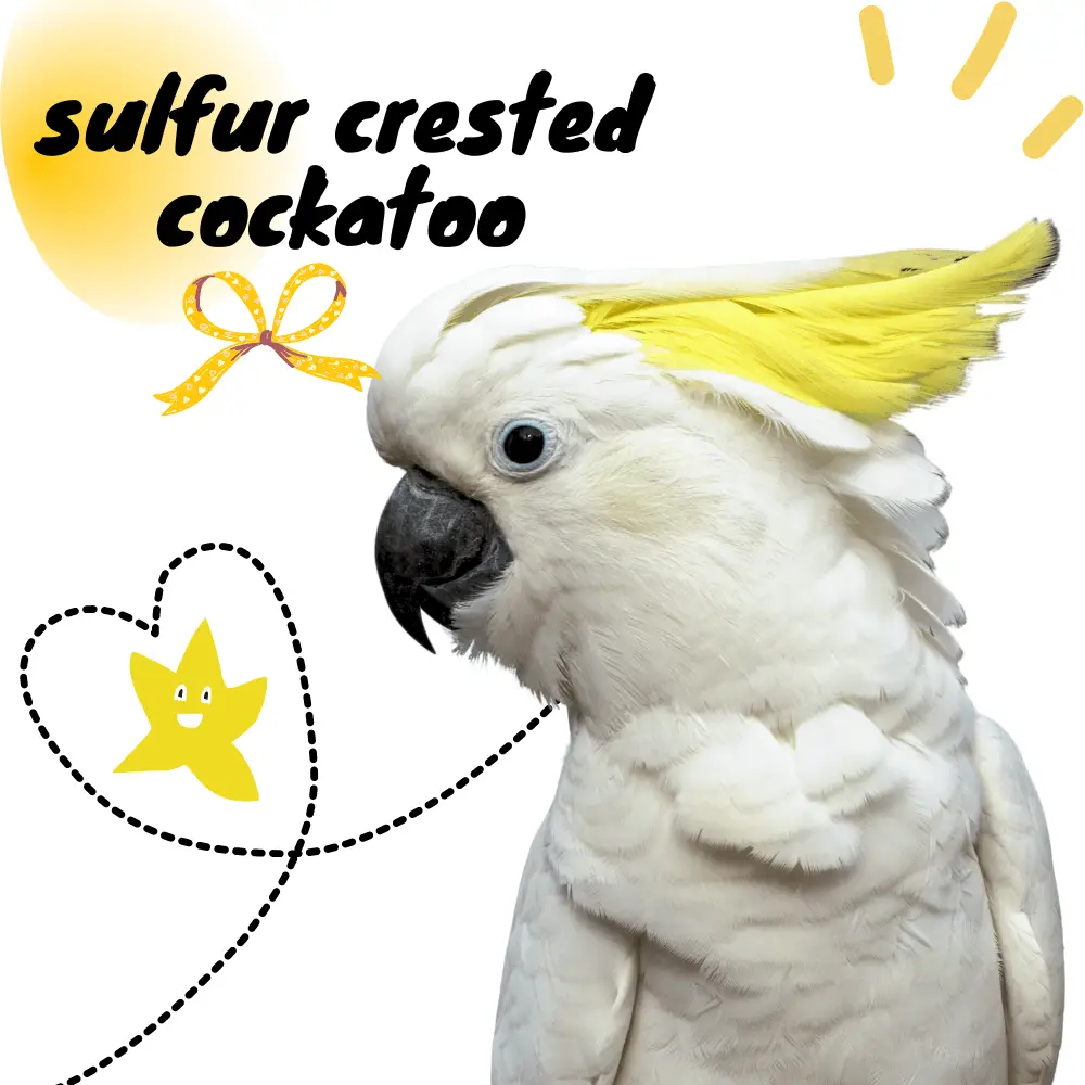 sulfur crested cockatoo