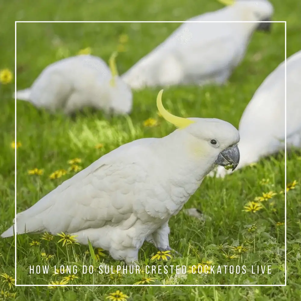 sulphur crested cockatoo