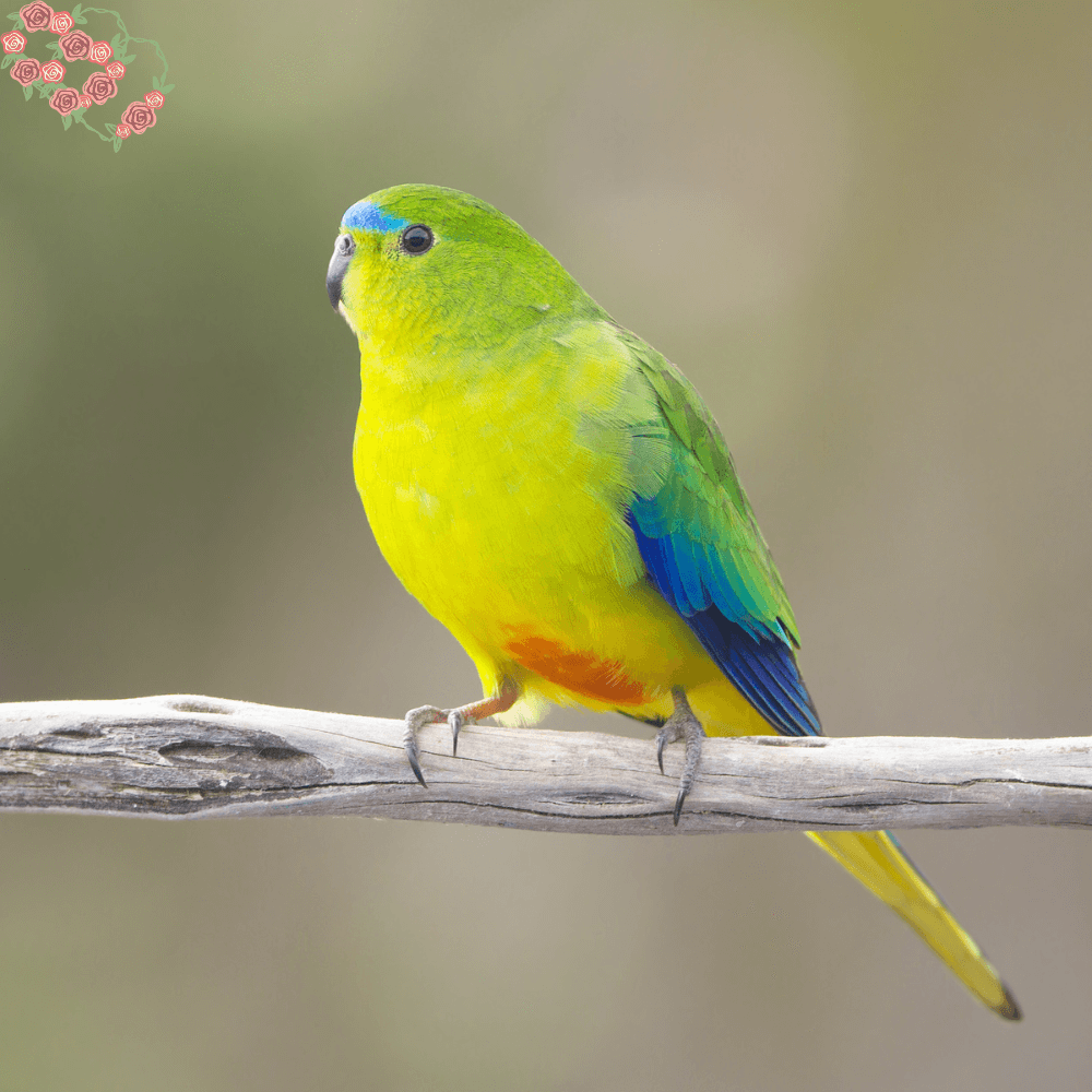 turquoise parakeet