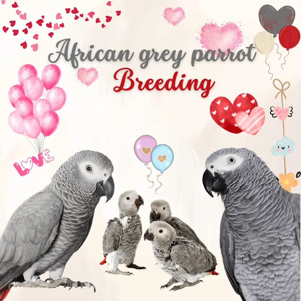 African grey parrot breeding