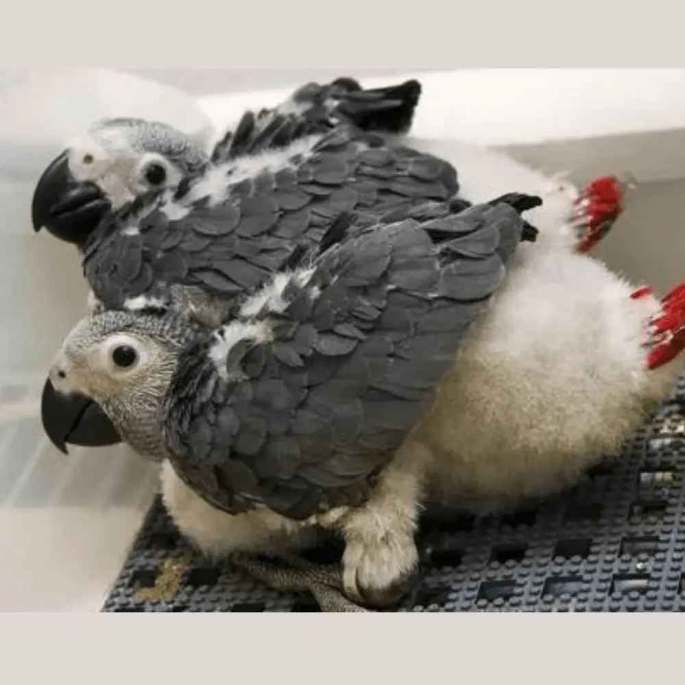 African grey parrot reproduction