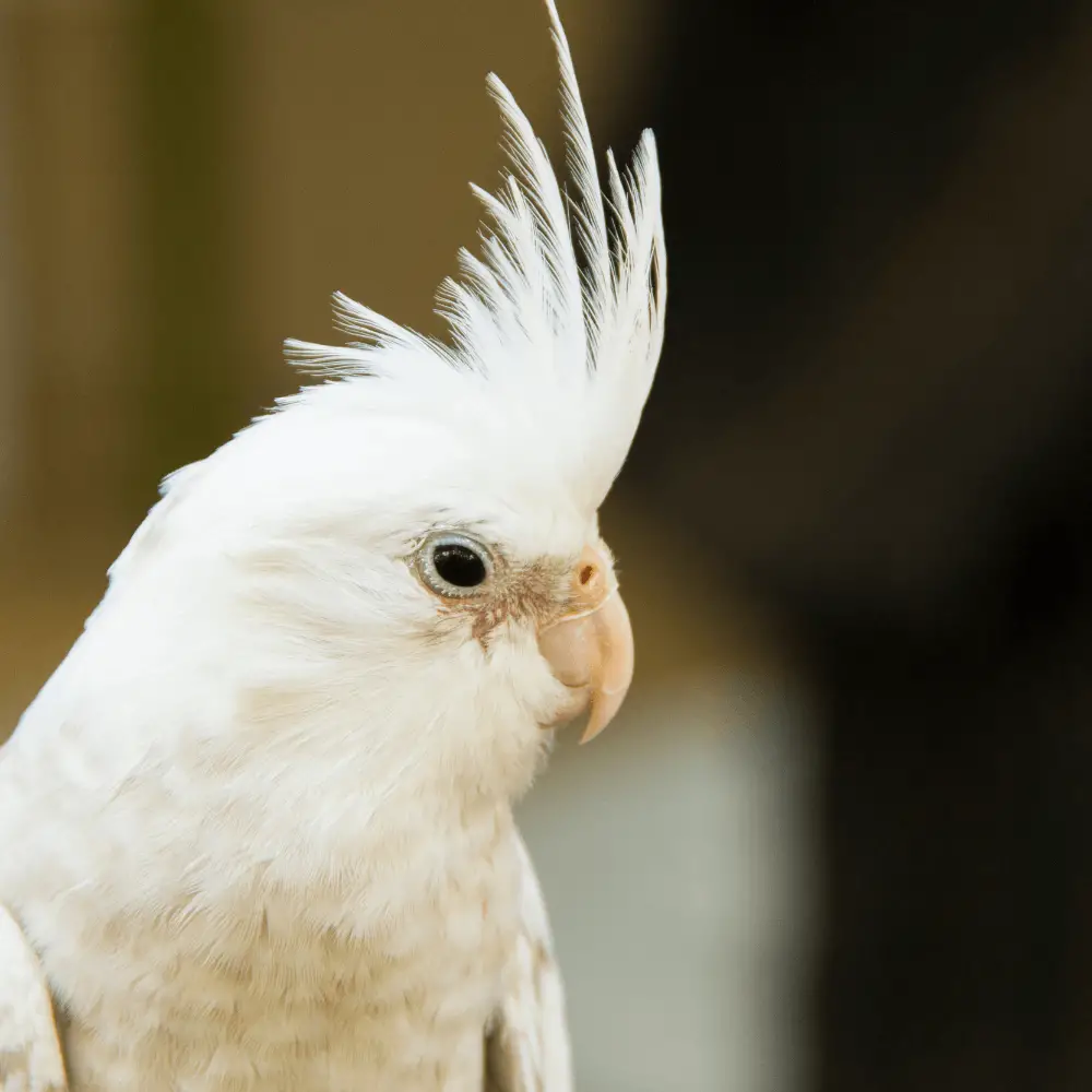 Albino cockatiel