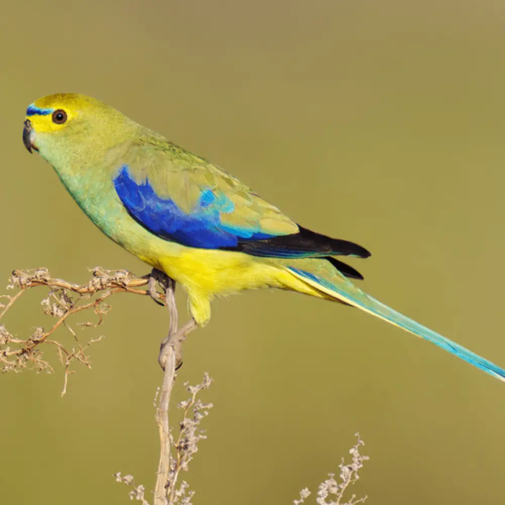 Blue-winged parrot