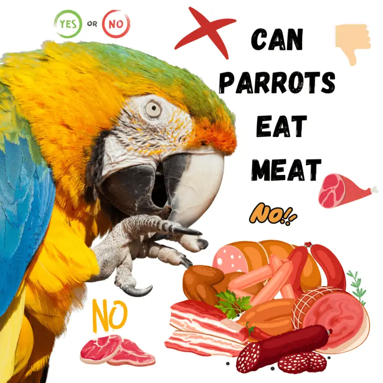 Can parrots eat meat How to feed parrots Why can't parrots eat meat