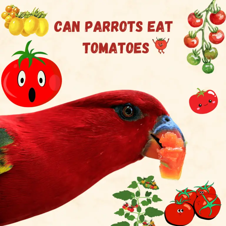 Can parrots eat tomatoes Are tomatoes good for parrots?