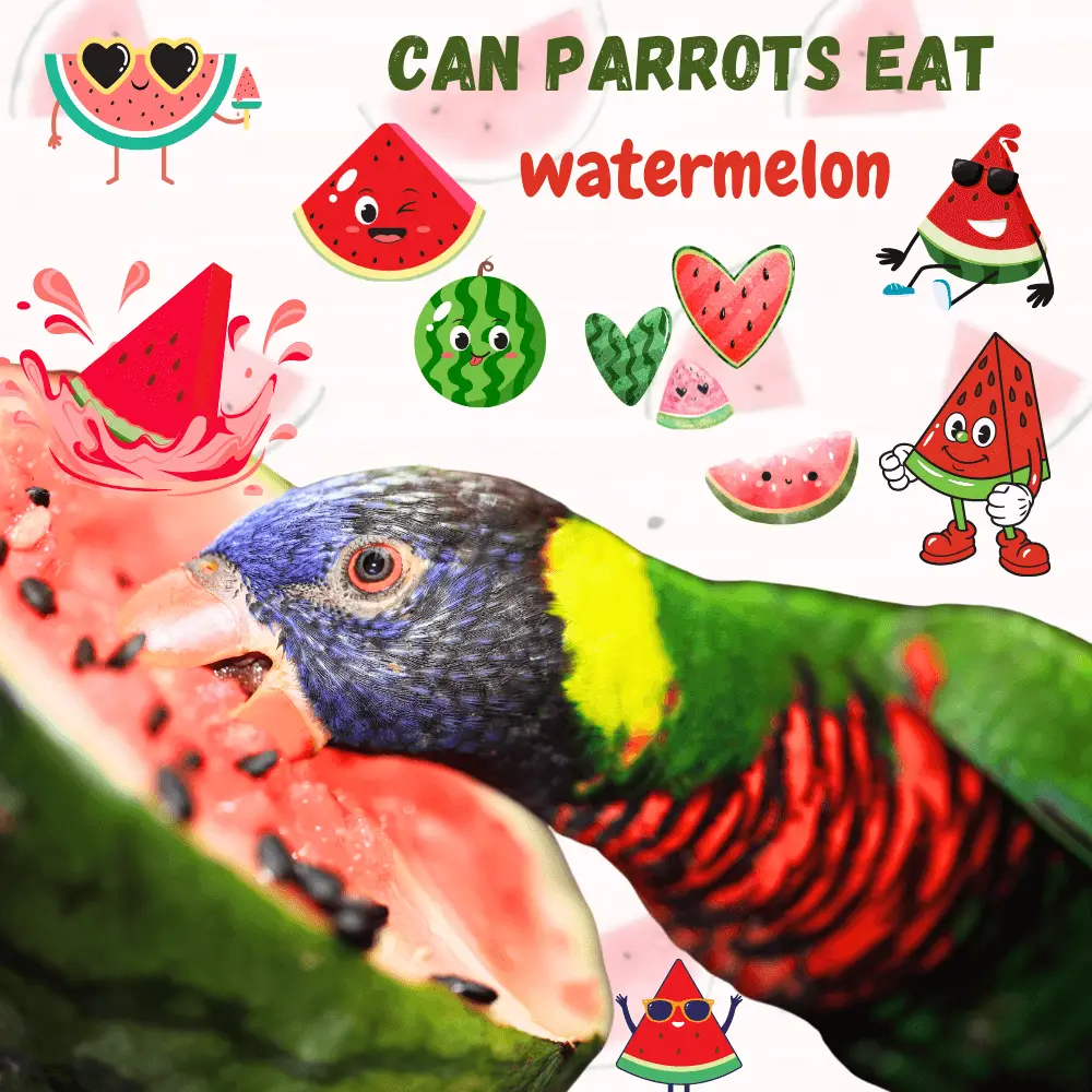 Can parrots eat watermelon