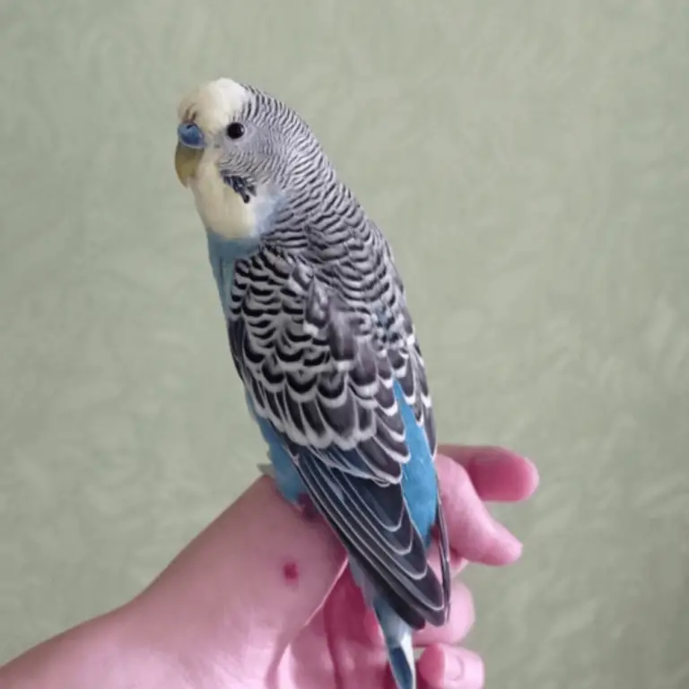Rare budgie bird Rare budgie color Budgerigar mutation