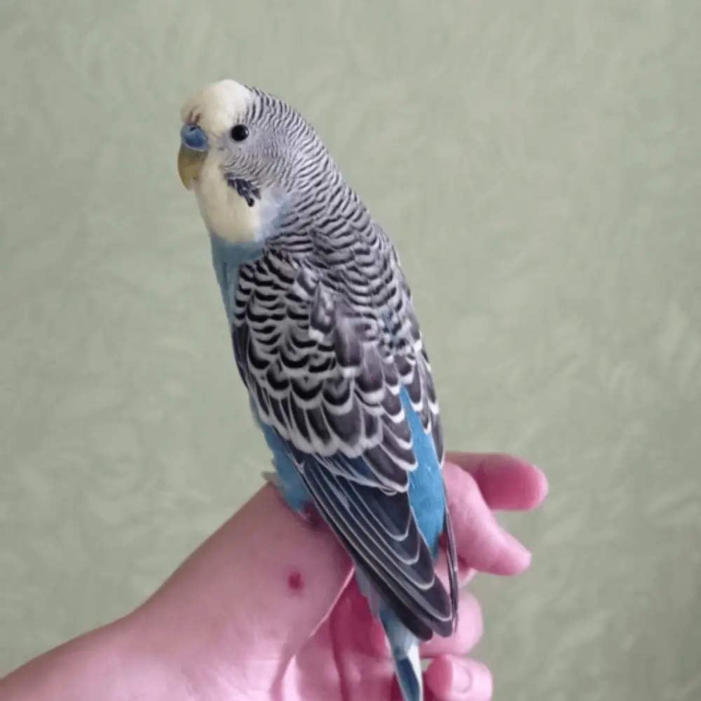 Rare budgie bird - Rare budgie color | Budgerigar mutation