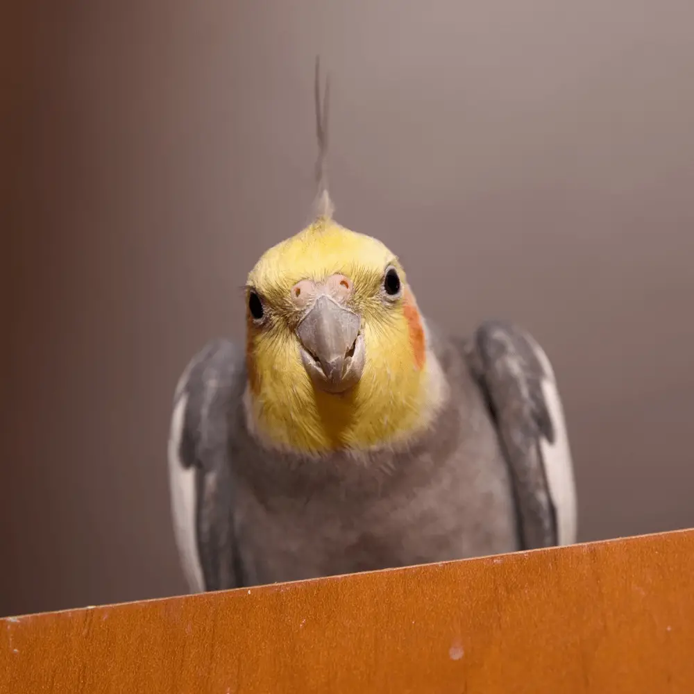 Cinnamon cockatiel