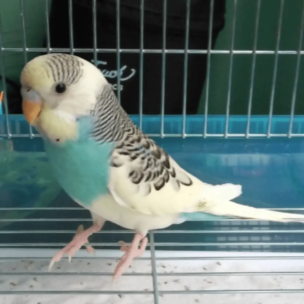 Clear flight pied budgie