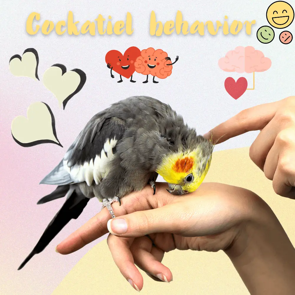 Cockatiel behavior