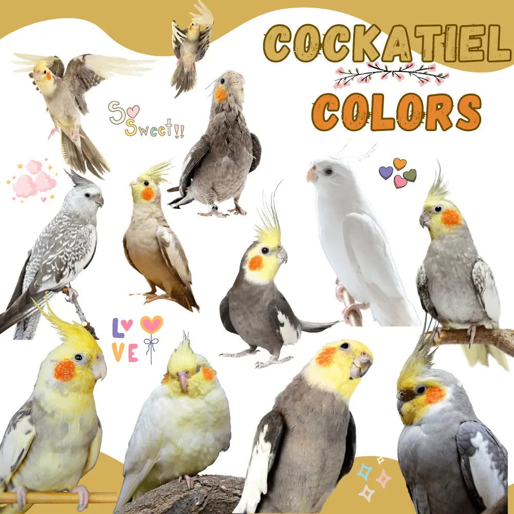 Cockatiel Colors Different Cockatiel Colors Cockatiel Color Mutations 