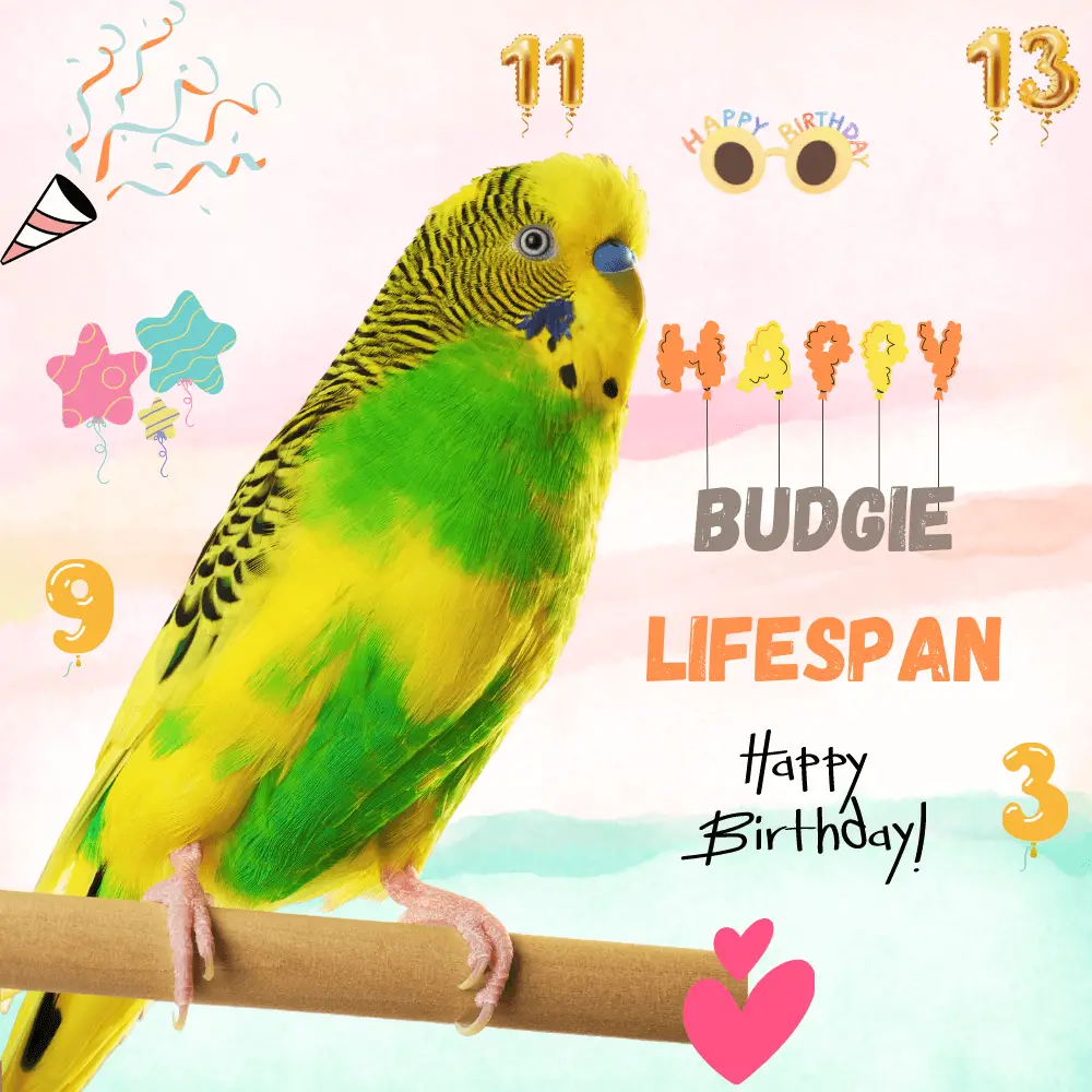 Cockatiel lifespan