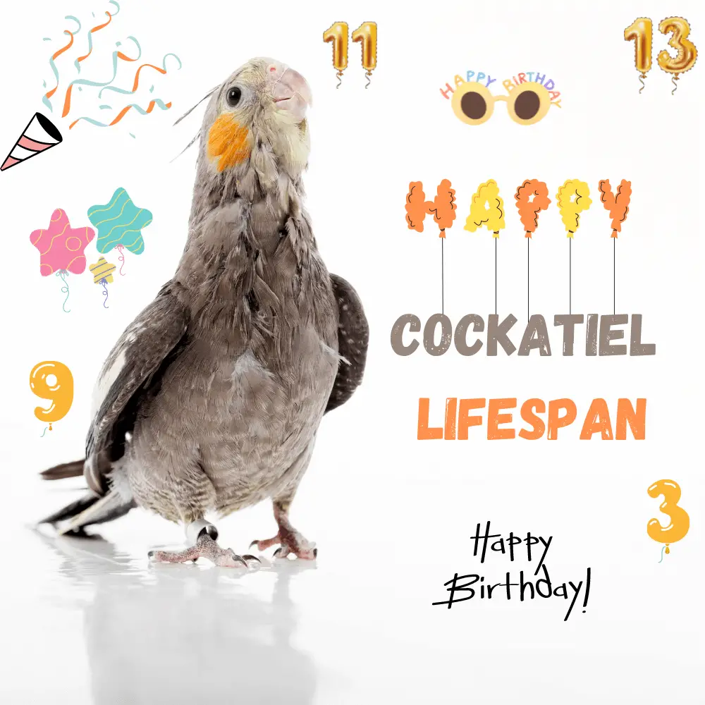 Cockatiel lifespan