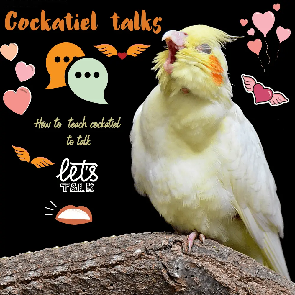 Cockatiel talks