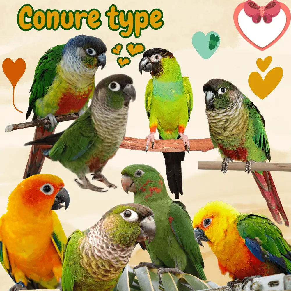 Conure type - Different types of conure | Conure types list