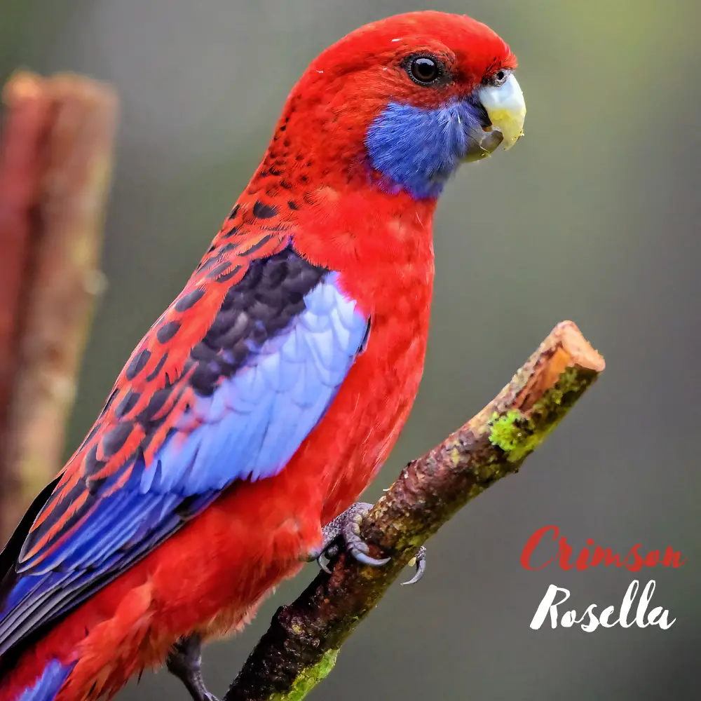 Crimson Rosella