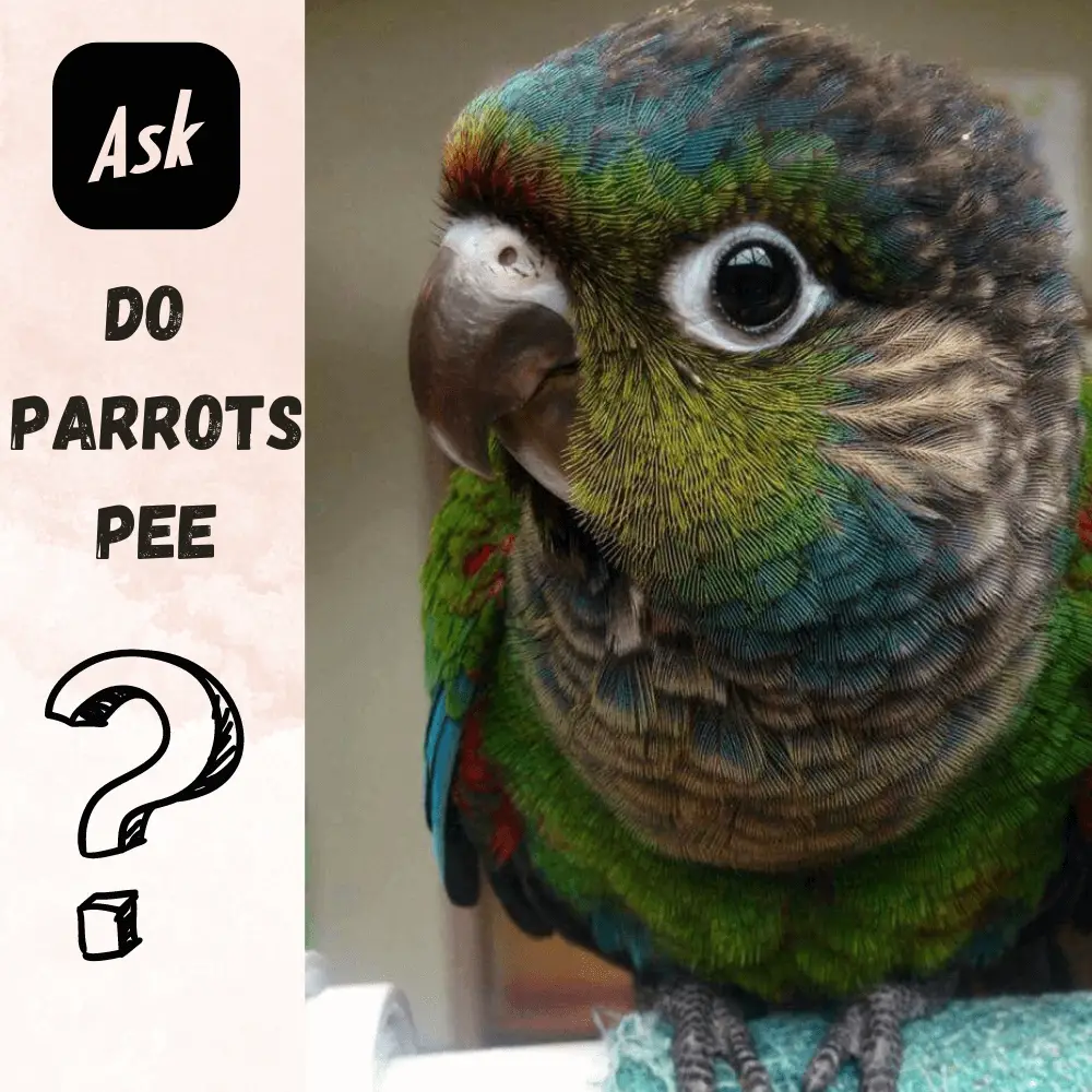 Do parrots pee
