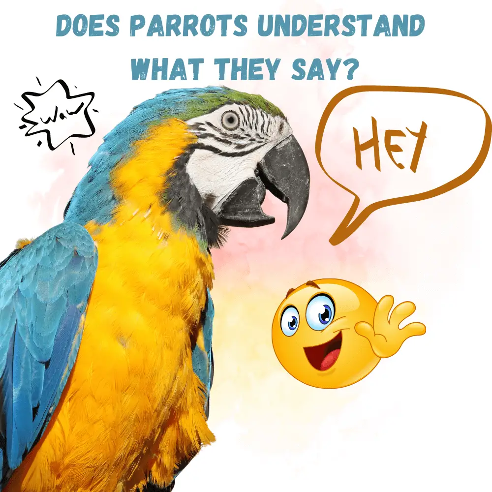 Does parrots understand what they say