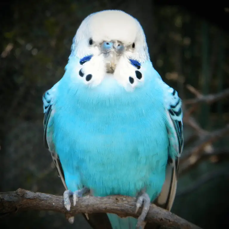 Rare budgie bird - Rare budgie color | Budgerigar mutation